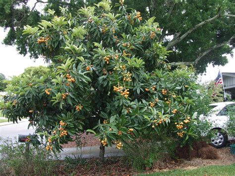Loquat Japanese Plum Tree Seedling Orange Melon Fruit Fast