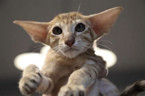 Pin on Cats