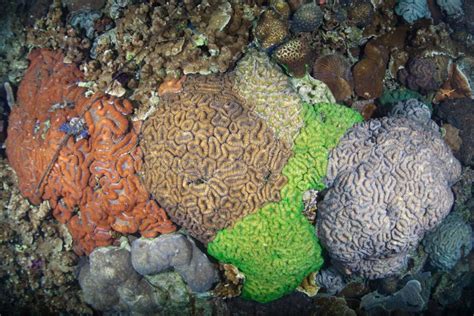 Vibrant Reef Building Coral Colonies In Palau Stock Photo Image Of