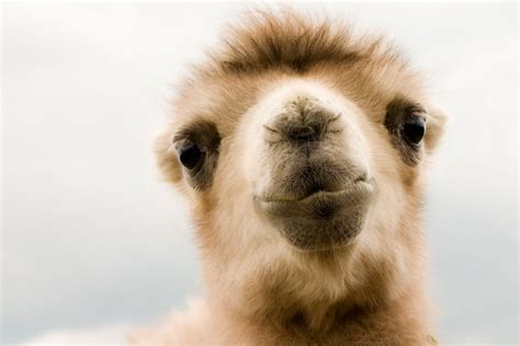 Cute Animal Photos Camel Baby Camel