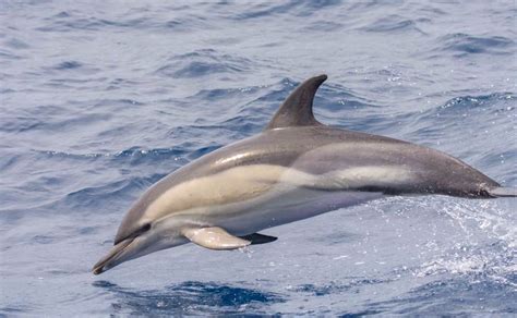 Black Sea Dolphins Species Photos Interesting Facts