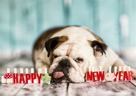 The Best New Years Resolutions For Dogs — K9 Expeditions