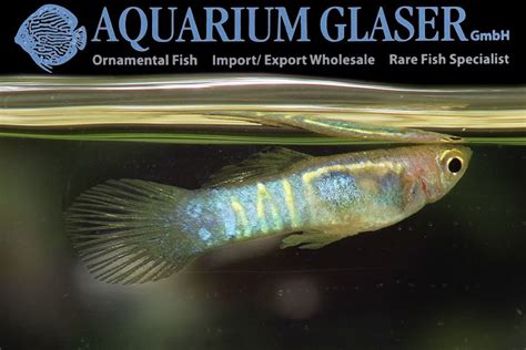 They will get on with most fish in the community aquarium but avoid keeping them with larger, more aggressive fish as they will nip at their tails. Endler Guppy "Blue Tiger" - Aquarium Glaser GmbH in 2020 ...