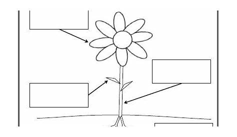 Free Parts of a Flower Labeling Worksheet | Made By Teachers | Parts of
