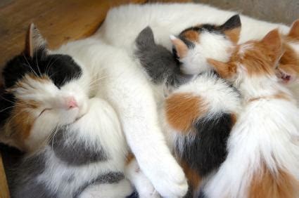 How long do kittens nurse? How Long Do Kittens Nurse? Should a Kitten Stay With Its ...