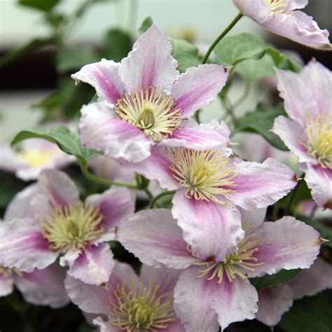 Maybe you would like to learn more about one of these? 'Little Duckling' - Queen of the Vines - Clematis | Proven ...