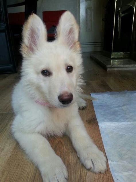 17 Best Images About White German Shepherd Puppies On Pinterest