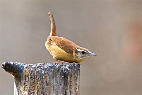 Perky Carolina Wren Is Busy Nesting — Menunkatuck Audubon Society