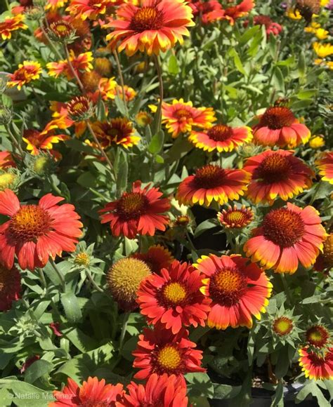 Best Perennials For A Drought Tolerant Garden