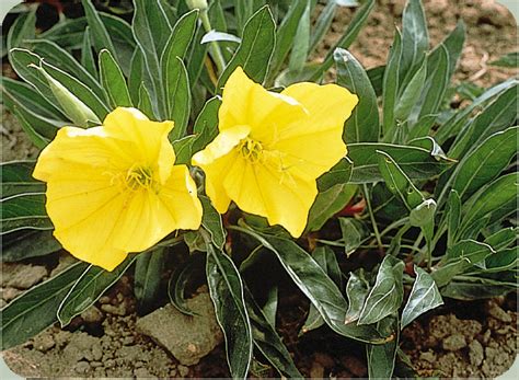 Missouri Primrose