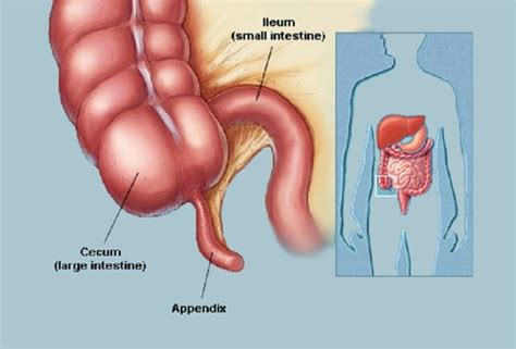 Appendix May Actually Have A Purpose Human N Health