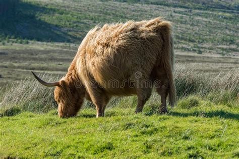 Highland Cattle On The Isle Of Skye Scotland United Kingdom Stock
