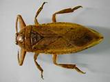 Cockroach Water Bug Photos