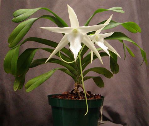 Angraecum Sesquipedale Darwin S Orchid Comet Orchid Flickr
