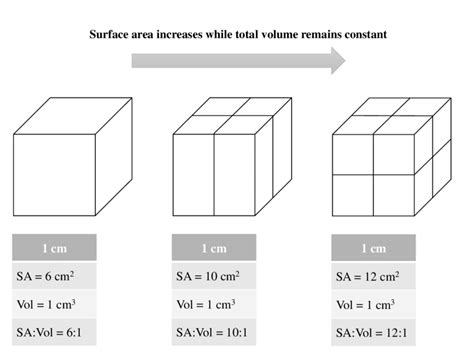 3 Surface Area To Volume Ratio Download Scientific Diagram