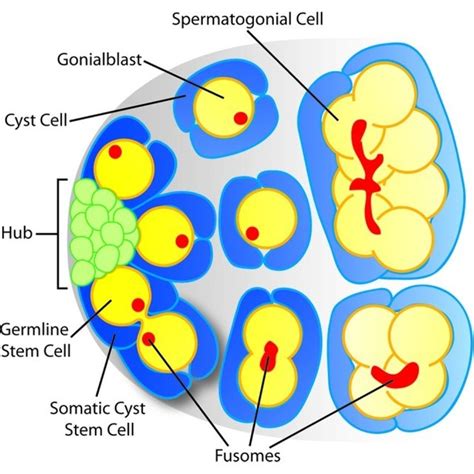 The Drosophila Testis Stem Cell Niche Stromal Hub Cells Green Adhere