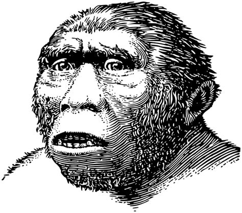Homo Erectus Clipart Free Cliparts Download Images On Clipground