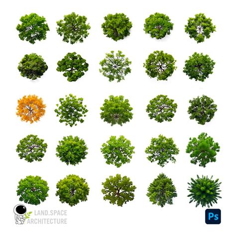 Free Realistic Trees Top View For Landscape Plan Limited Time