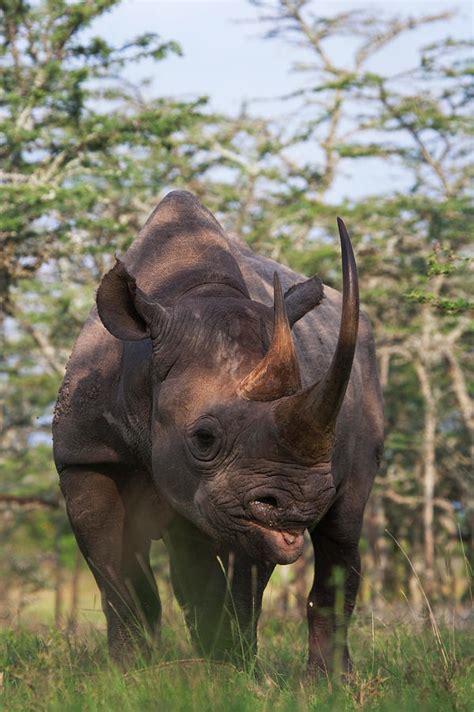 Black Rhino Diceros Bicornis Photograph By Keren Su Pixels