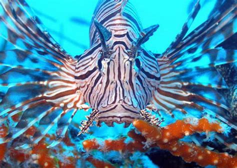 10 Most Dangerous Sea Creatures The Most 10 Of Everything