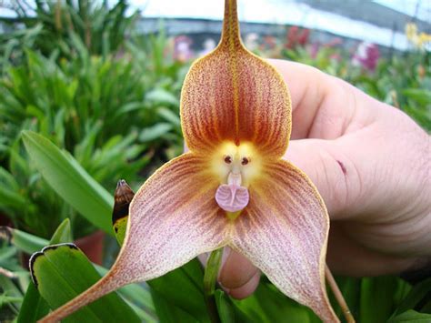 More images for flowers that look like animals » 17 Flowers That Look Like Something Else | Bored Panda