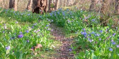 Yes Virginia Bluebells Also Grow In Indiana Gardenrant