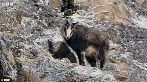 Natures Fury Golden Eagles Unprecedented Attack On Mountain Goat A