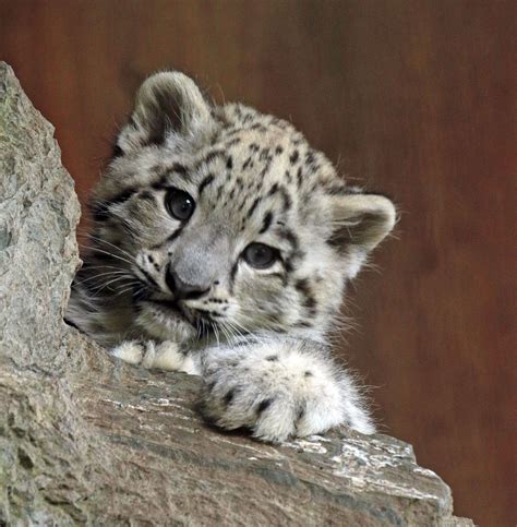 Snowleopard Krefeld Jn6a3927 Cute Baby Animals Baby Snow Leopard
