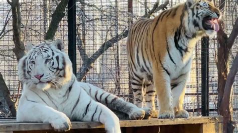 ЭТО НАДО ВИДЕТЬ Тигриная нежность амурской тигрицы и белого
