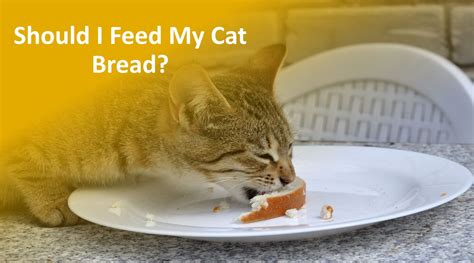 Can Cats Eat Bread Experts Explain What Happens