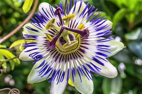 How To Grow Passion Flowers Urban Garden Gal