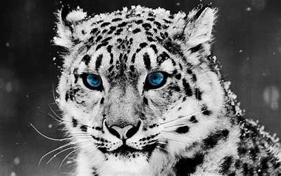 Leopard Snow Asia Mountain Cat Wallpapers Moderately