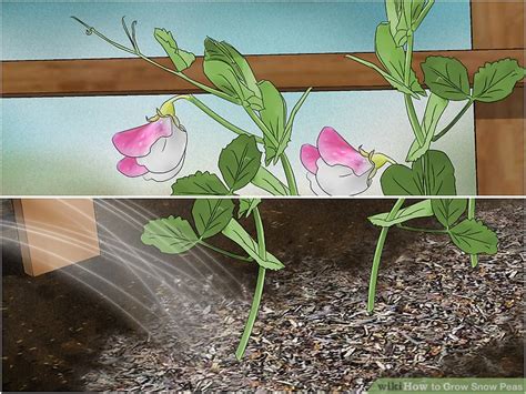 How To Grow Snow Peas With Pictures Wikihow