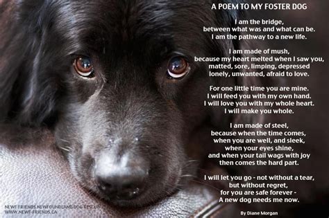 A Poem To My Foster Dog Foster Dog The Fosters Rescue Dog Quotes