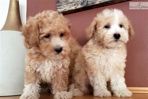 Goldichon Goldendoodle Puppy For Sale Near Madison Wisconsin