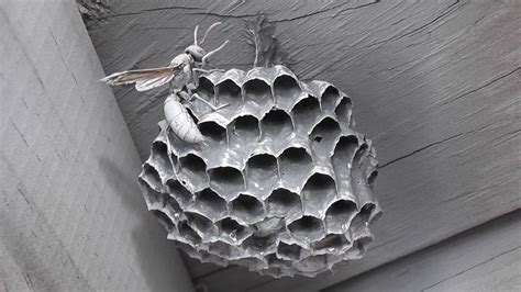 Exterminating Wasps Nests Photos