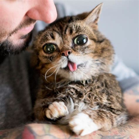 Pin By Angelika On Lil Bub Crazy Cats Cute Animals Grumpy Cat