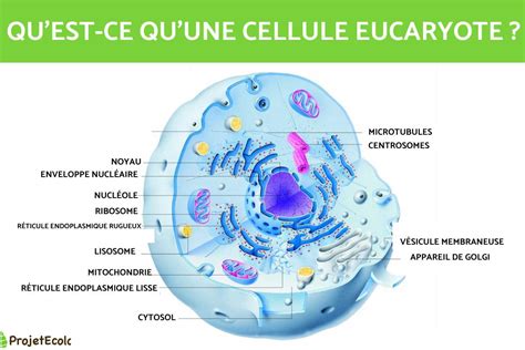 Cellule Eucaryote SchÉma Et CaractÉristiques