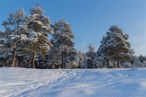 Pine Forest In Winter Sunny Day Stock Photo Image Of Frozen Scene