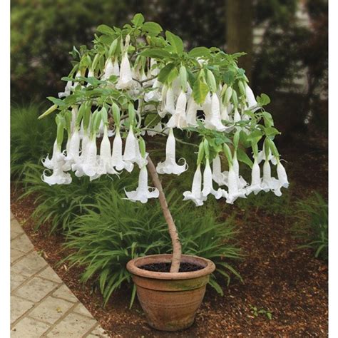 Brugmansia Arborea White Angels Trumpet 10 Seeds Etsy