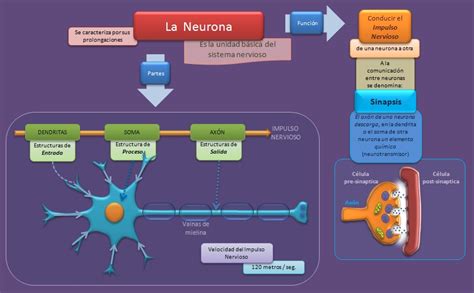 La Neurona Esquemas Diagramas Gráficos Y Mapas Conceptuales