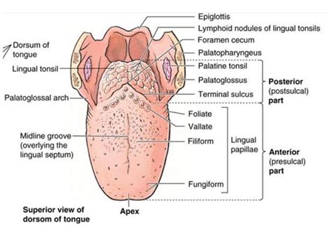 Regions Of The Tongue