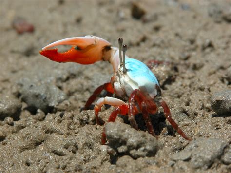 Cute Fiddler Crab