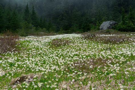 Avalanche Lily Walk In Olympic