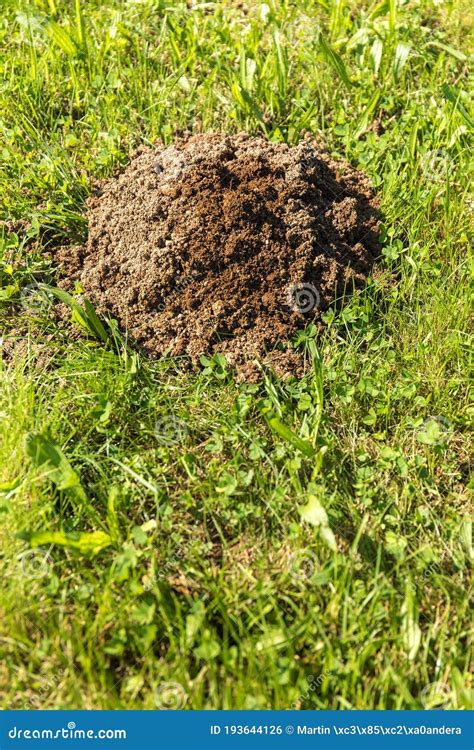 Fresh Mole Hills On A Garden Meadow Molehills On Lawn In The Garden