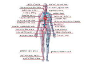 Human Being Anatomy Blood Circulation Principal Veins And