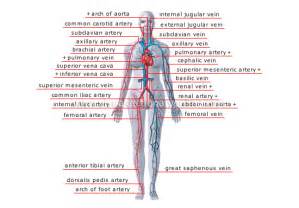 Major veins and arteries are located in similar positions deep below skin and muscle tissue, make blood color and rate of bleeding important identifying factors. HUMAN BEING :: ANATOMY :: BLOOD CIRCULATION :: PRINCIPAL ...