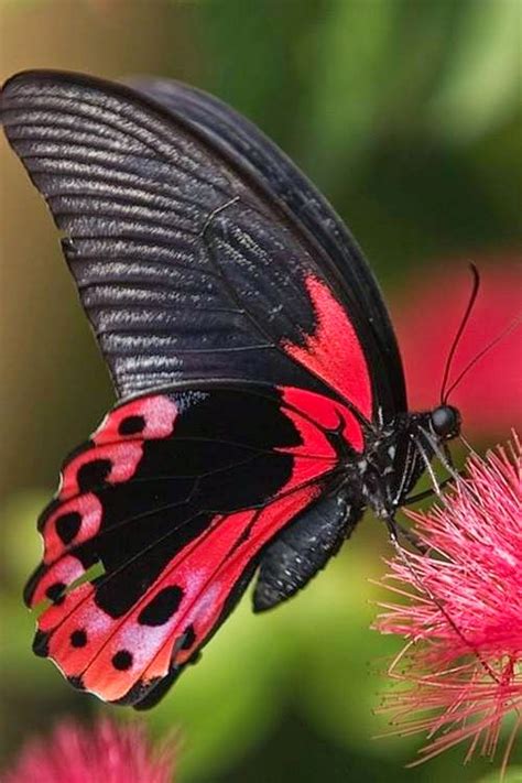 Lovable Images Butterflies Mobile Background Pictures Beautiful Butterflies Wallpapers