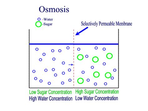 Osmosis is the diffusion of water across a partially permeable membrane from a dilute solution (high concentration of water) to a concentrated solution (low concentration of water). Osmosis GIFs - Get the best GIF on GIPHY
