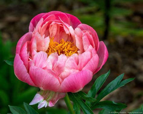 Pink Peony New Photo Beautiful Flower Pictures Blog